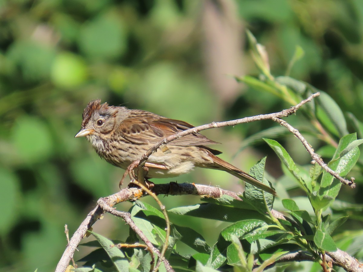 Lincoln's Sparrow - ML620804443