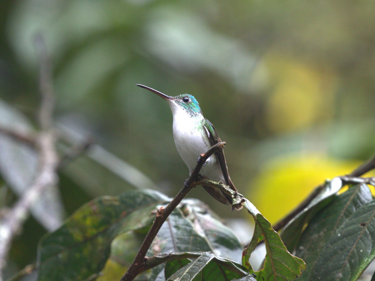 Andean Emerald - ML620804445