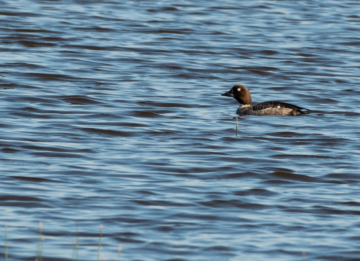 Common Goldeneye - ML620804446