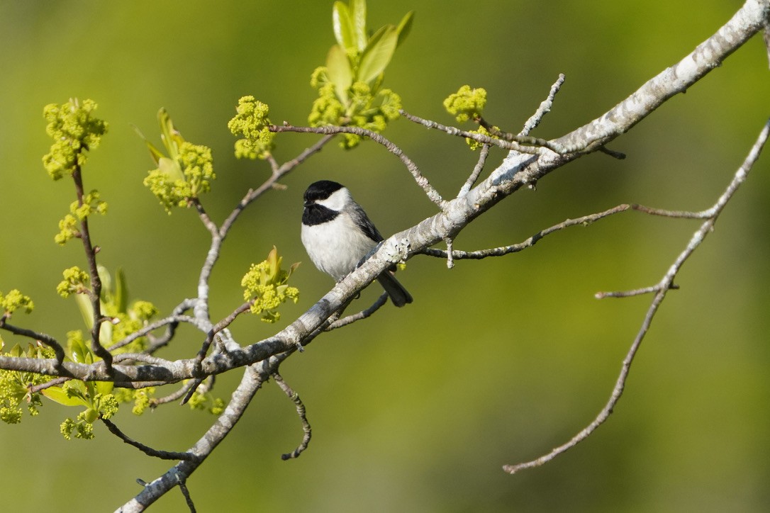 Carolina Chickadee - ML620804448