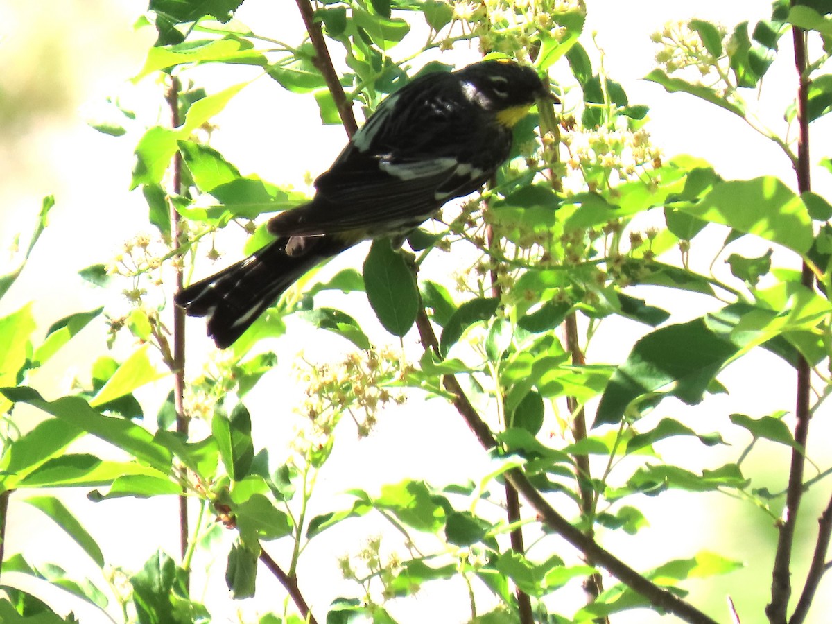 Yellow-rumped Warbler - ML620804451