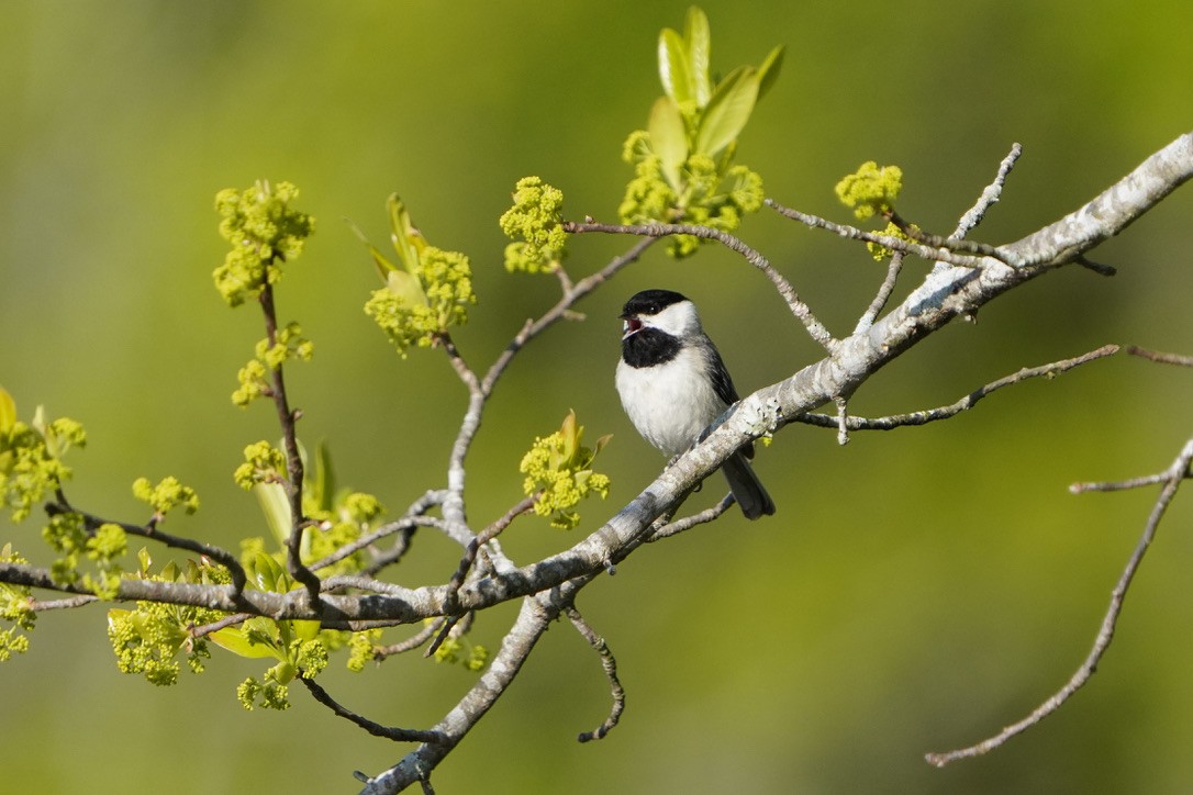 Carolina Chickadee - ML620804456