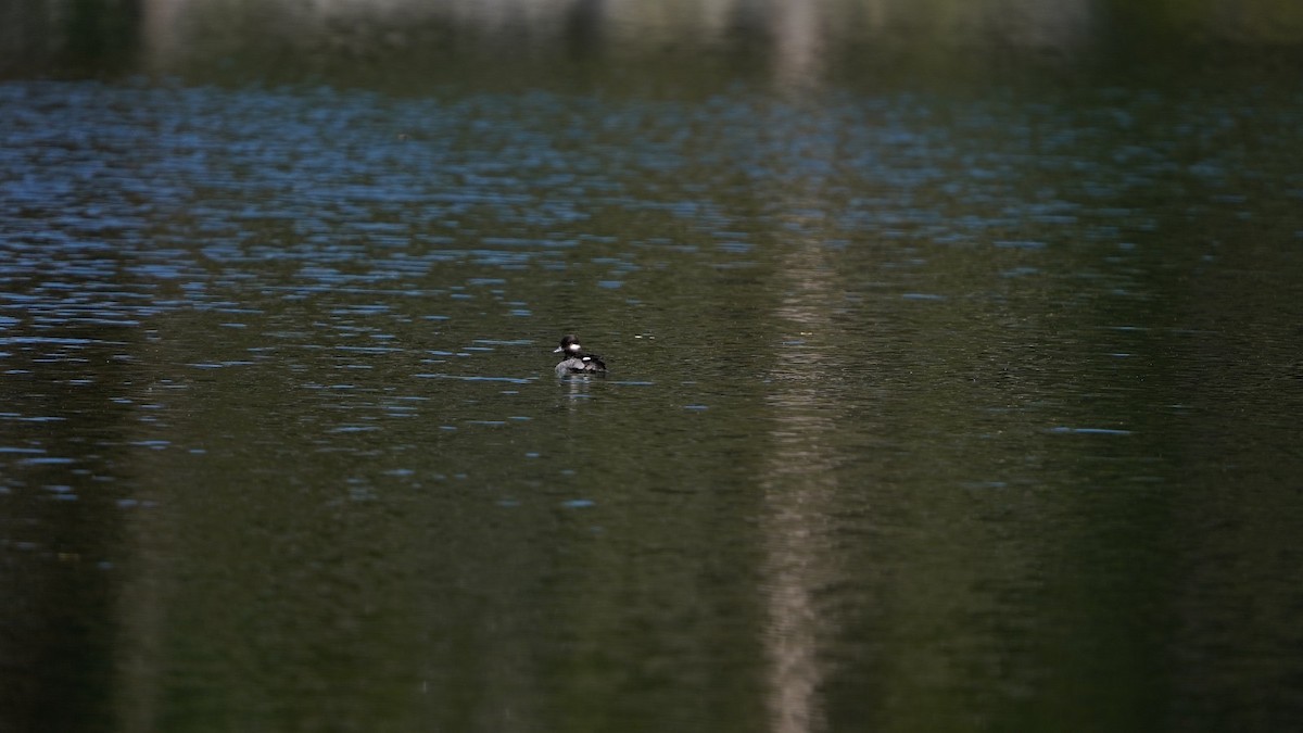 Bufflehead - ML620804457