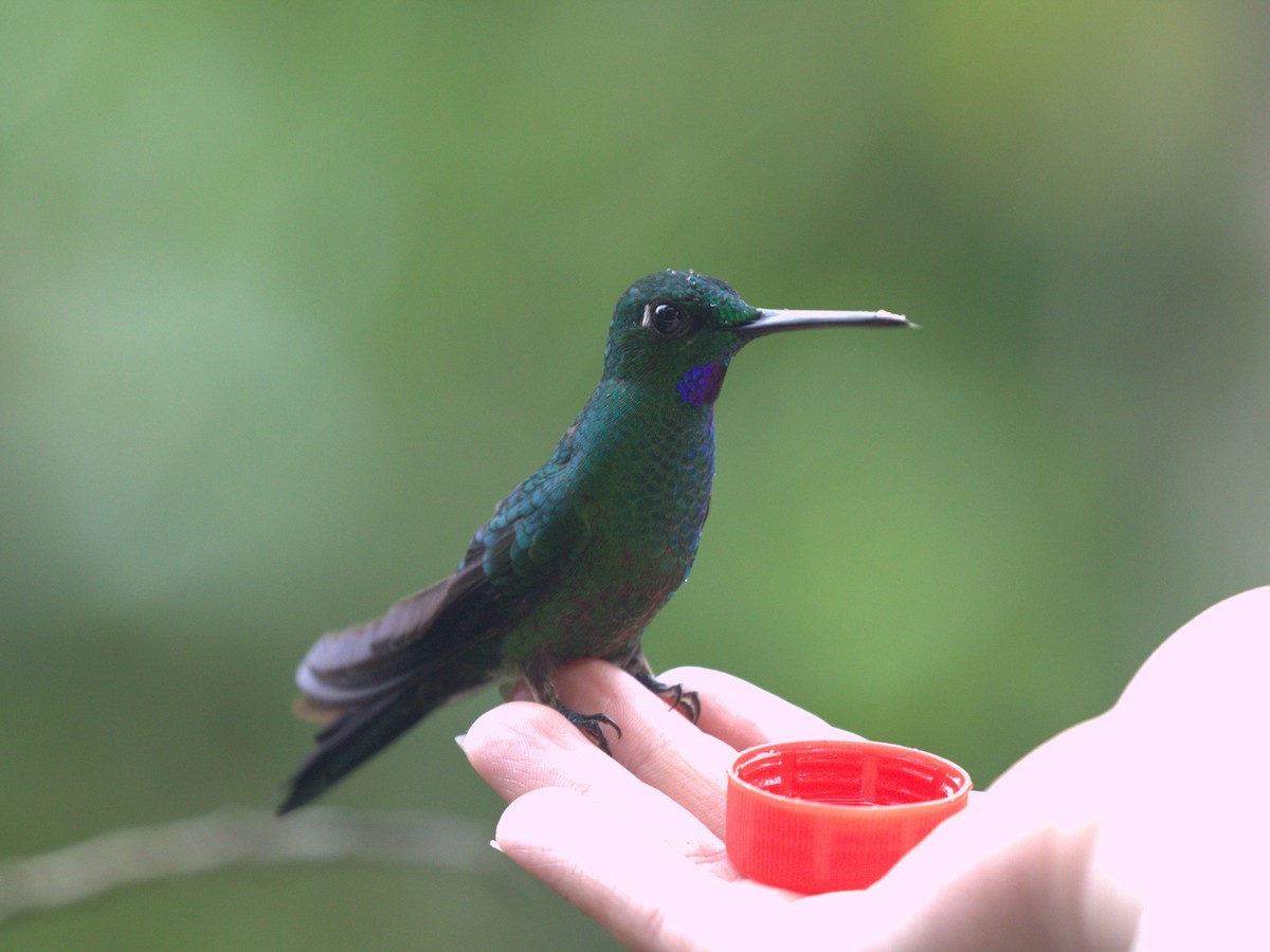 Green-crowned Brilliant - ML620804459