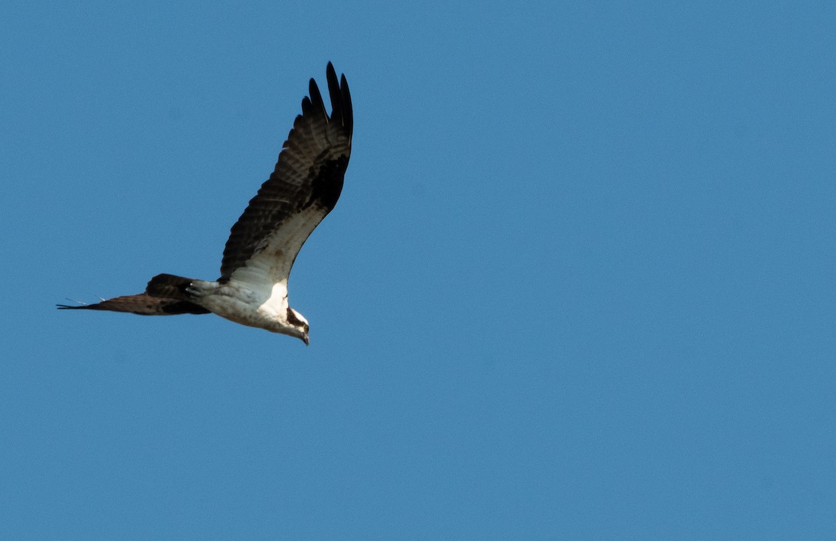 Balbuzard pêcheur - ML620804463