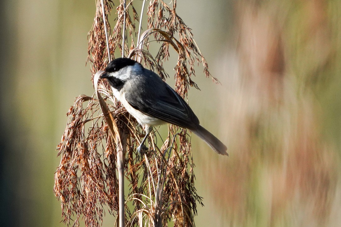 Carolina Chickadee - ML620804464