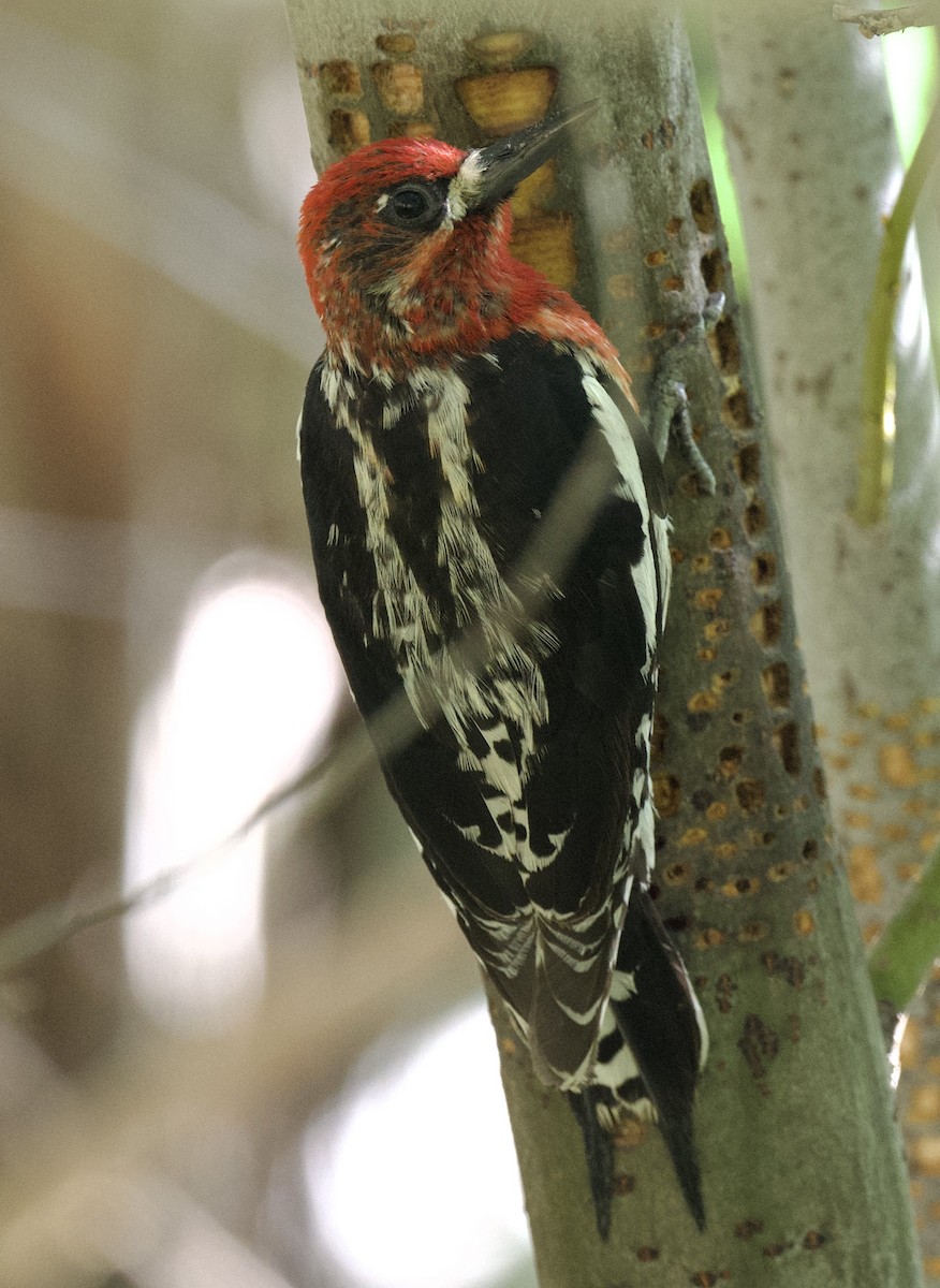 Red-breasted Sapsucker - ML620804470