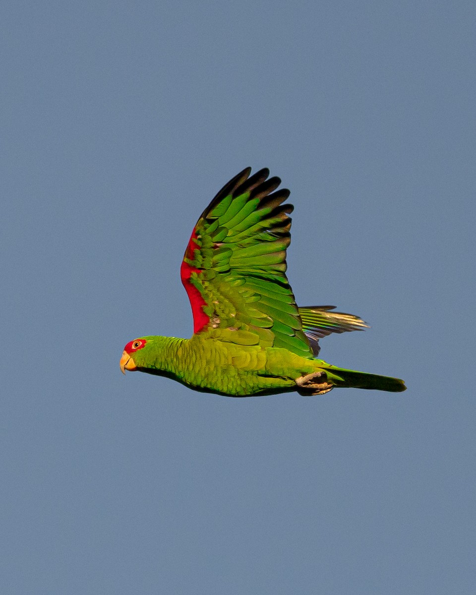 Red-spectacled Parrot - ML620804477