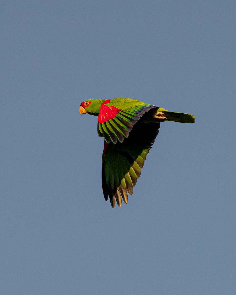 Red-spectacled Parrot - ML620804478