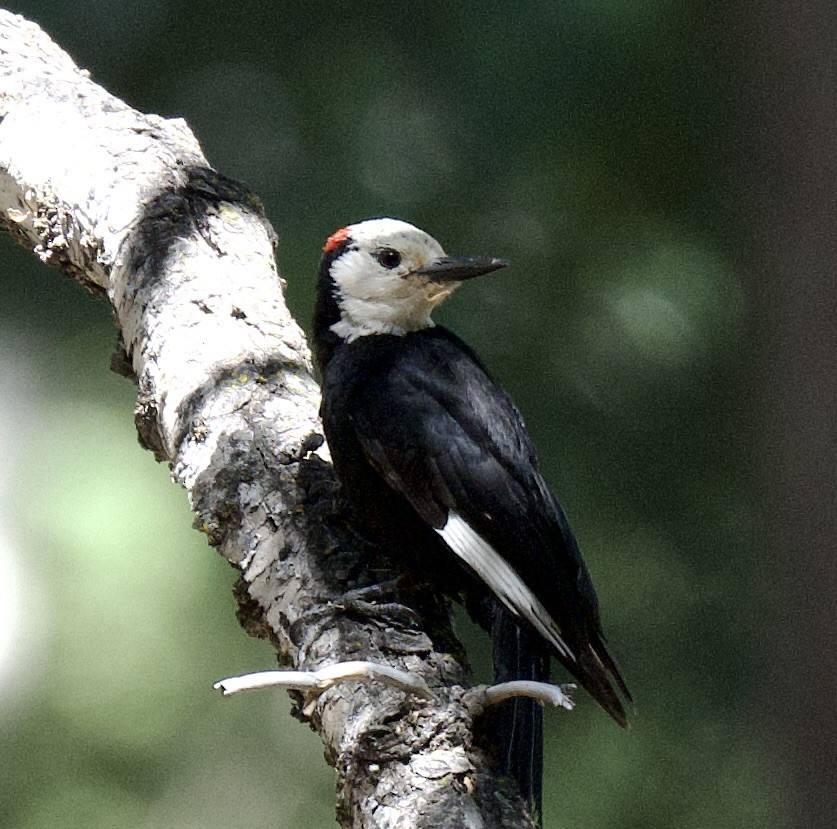 White-headed Woodpecker - ML620804479
