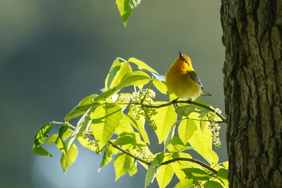 Prothonotary Warbler - ML620804480