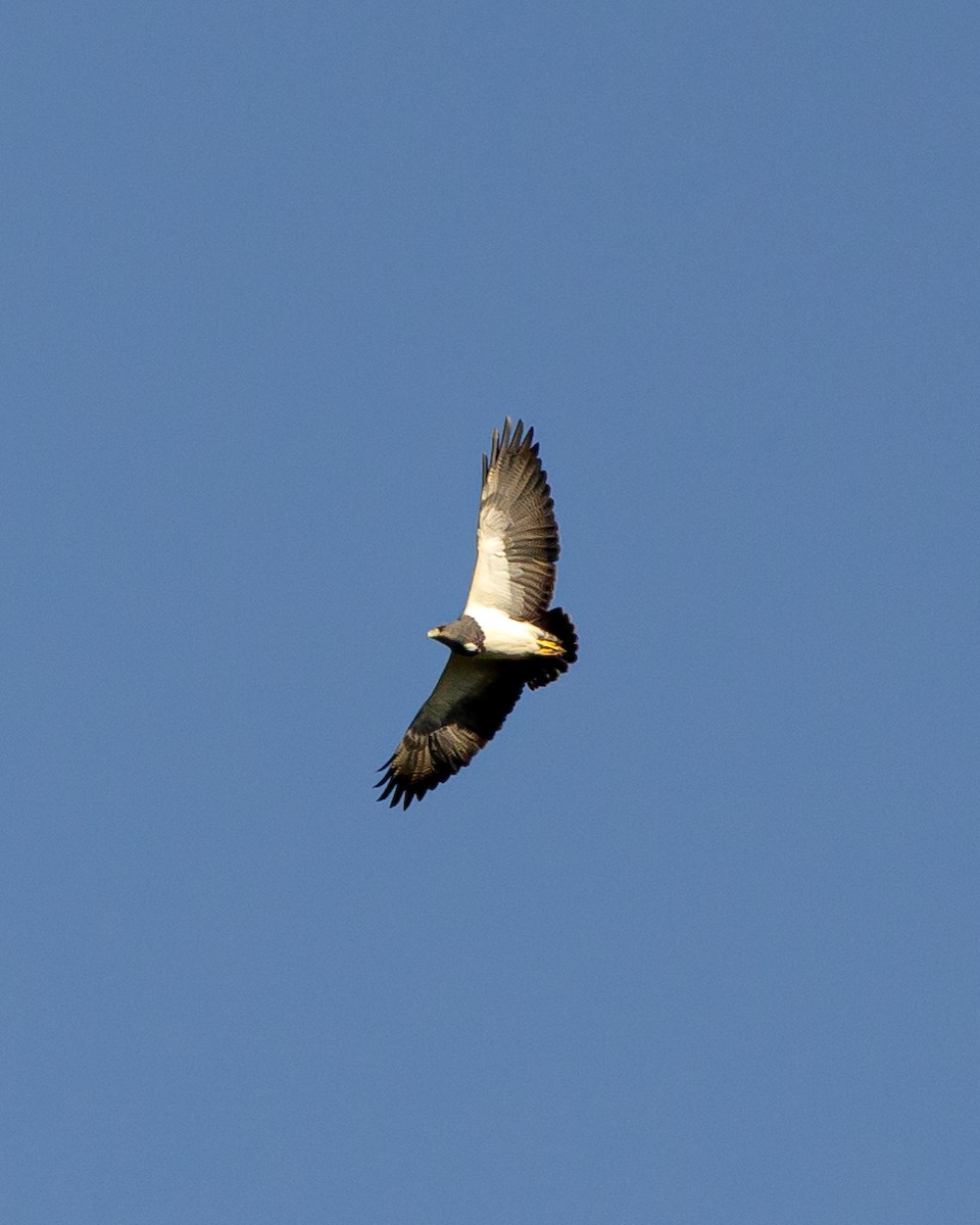 Black-chested Buzzard-Eagle - ML620804485