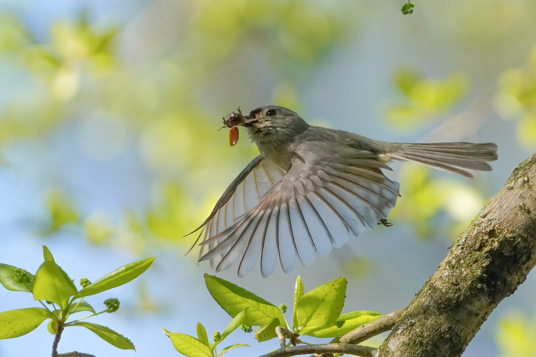 Tufted Titmouse - ML620804487