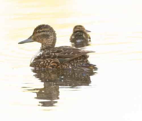 Green-winged Teal - ML620804499