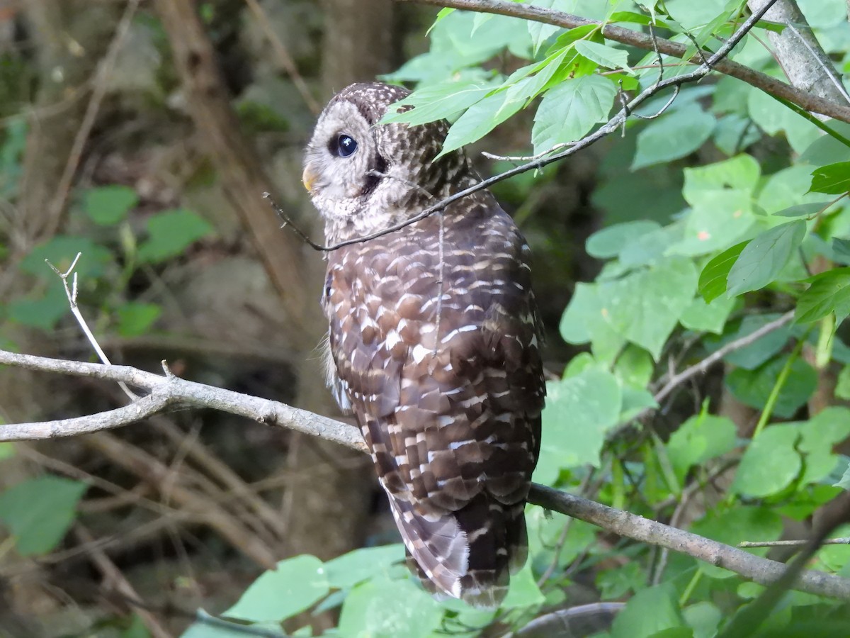 Barred Owl - ML620804500