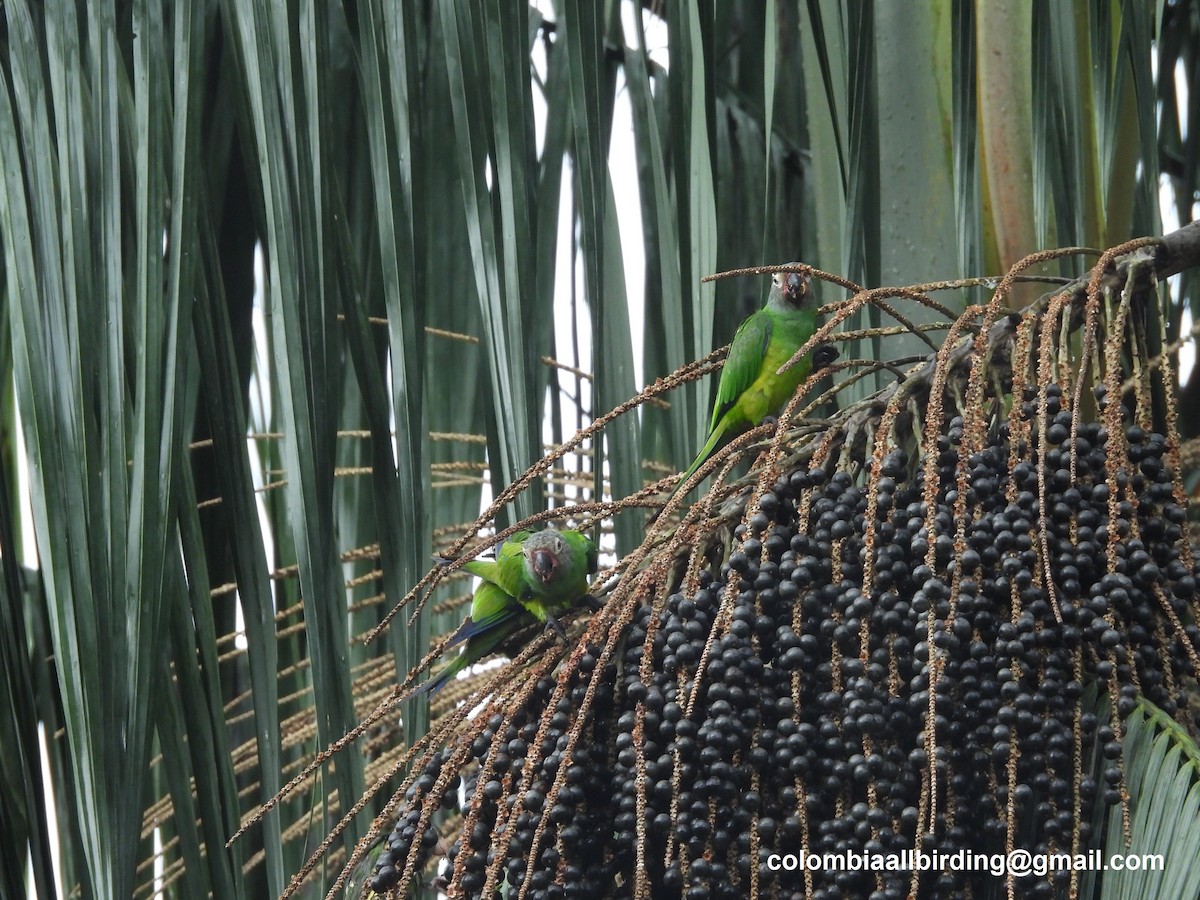 Dusky-headed Parakeet - ML620804501