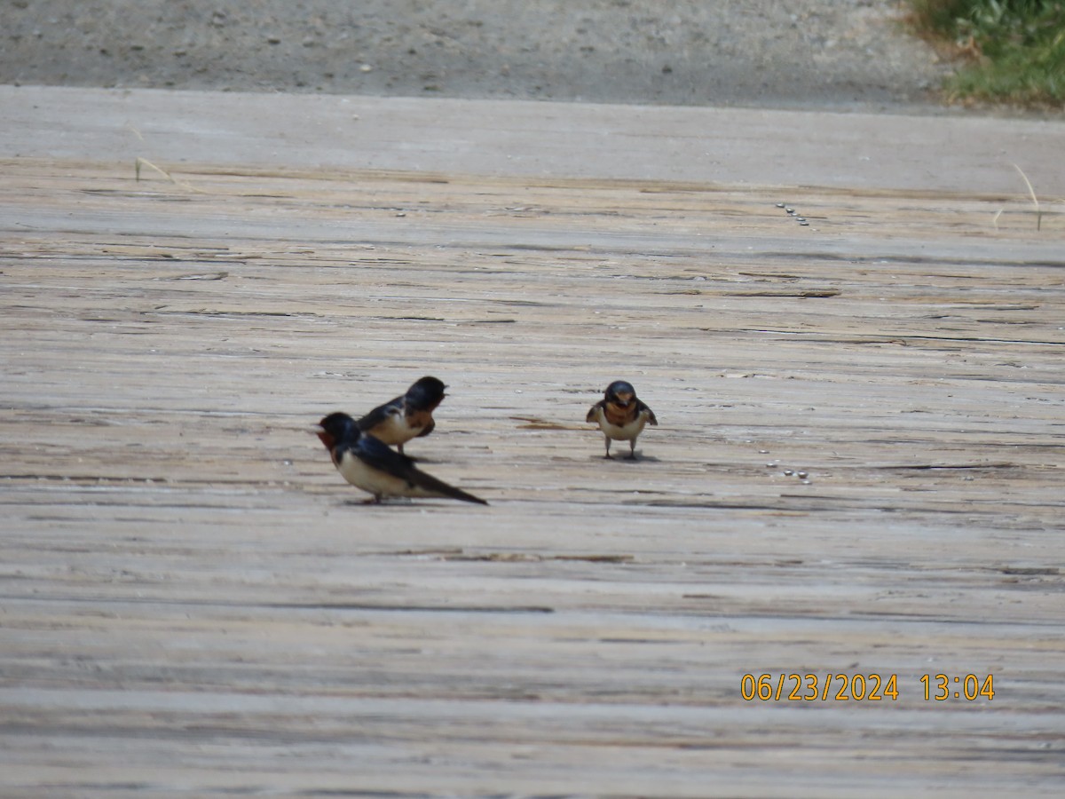 Barn Swallow - ML620804502