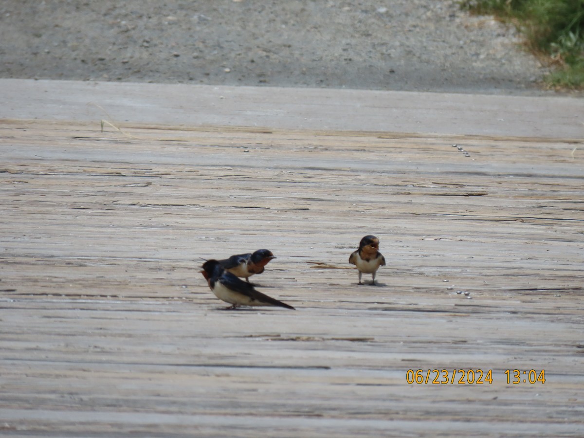 Barn Swallow - ML620804503