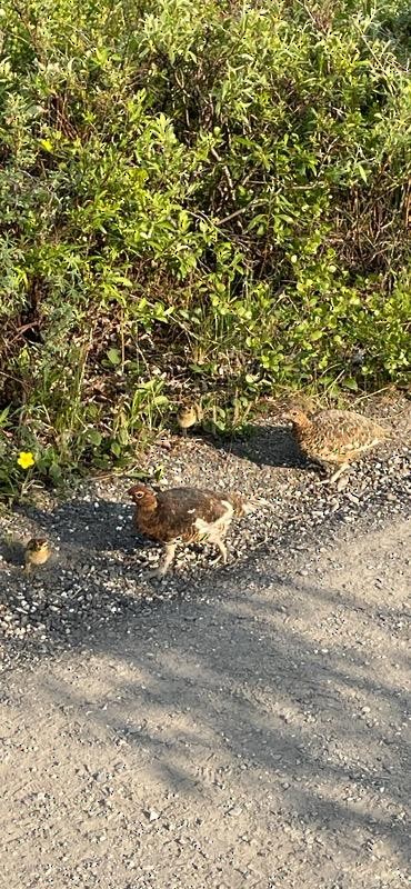 Willow Ptarmigan - ML620804505