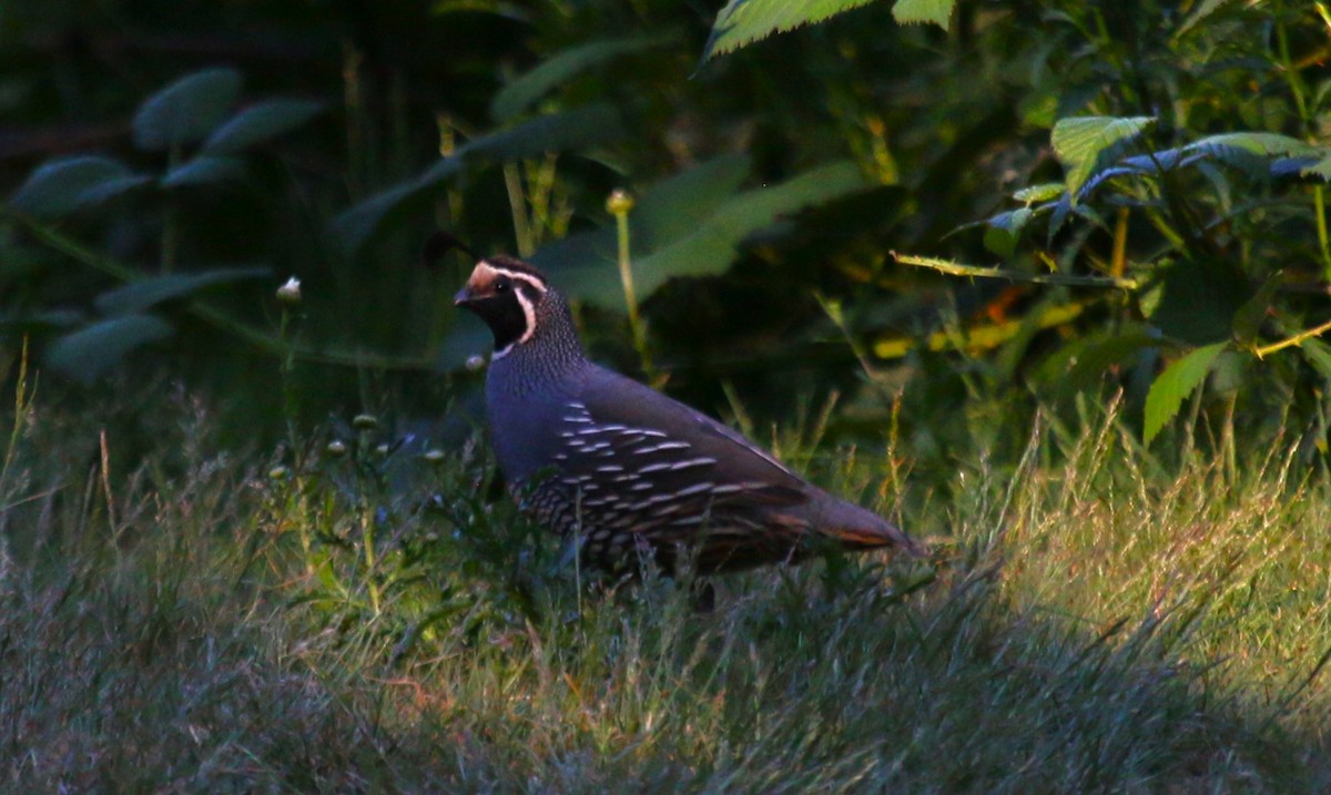 California Quail - ML620804506