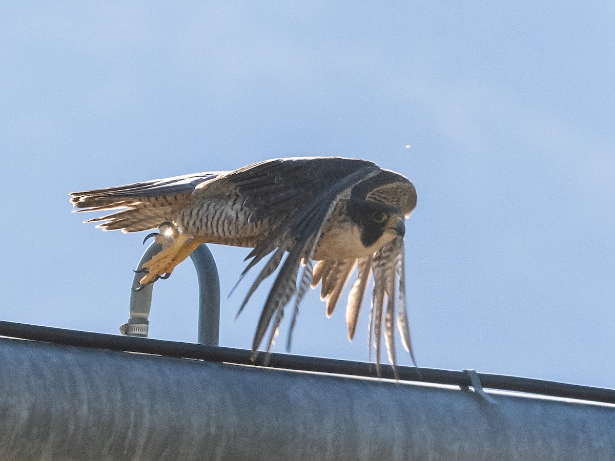 Peregrine Falcon - ML620804507