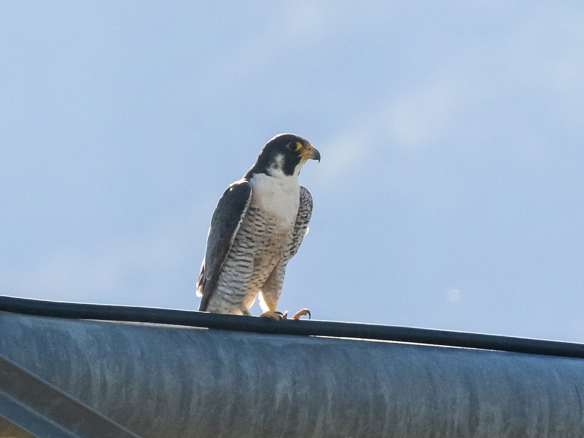 Peregrine Falcon - ML620804509