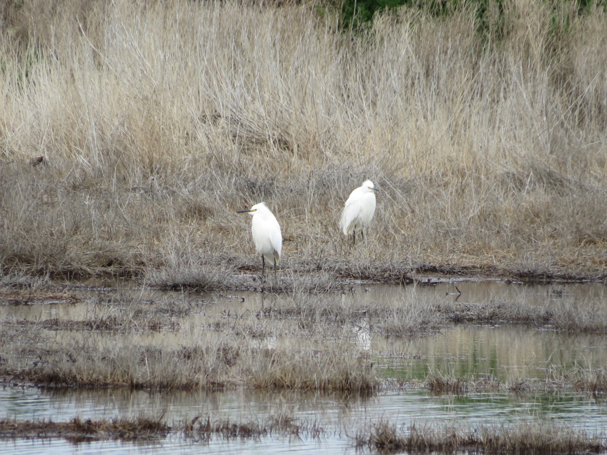 Snowy Egret - Andrea Vergara Diaz