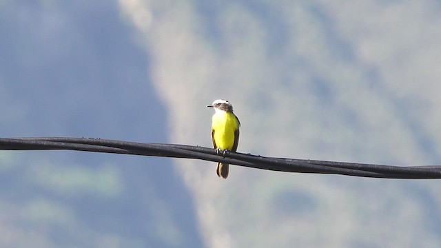 Rusty-margined Flycatcher - ML620804512