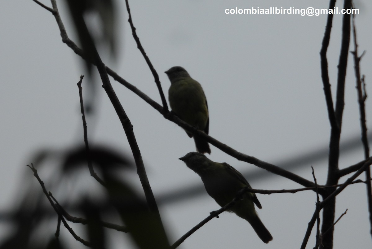 Yellow-crowned Tyrannulet - ML620804513