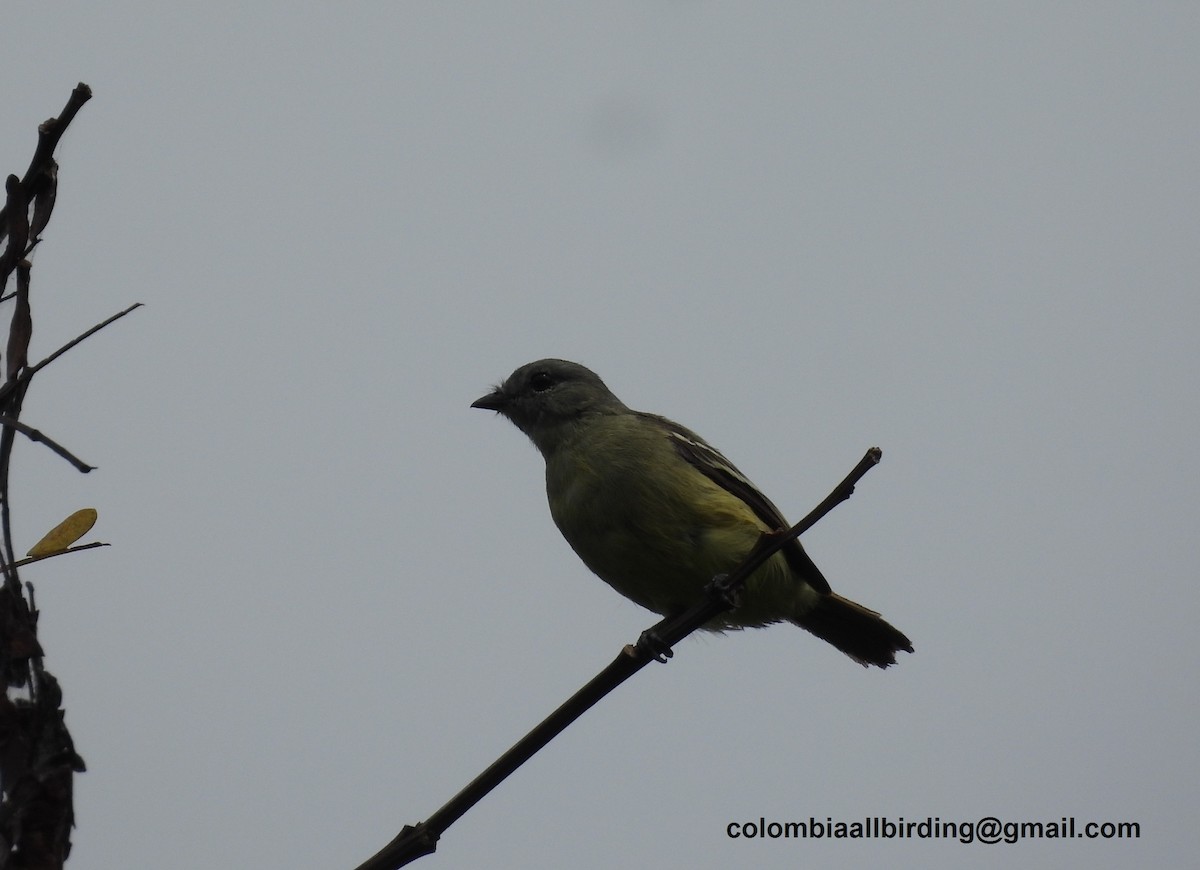 Yellow-crowned Tyrannulet - Urias Edgardo  Gonzalez Carreño