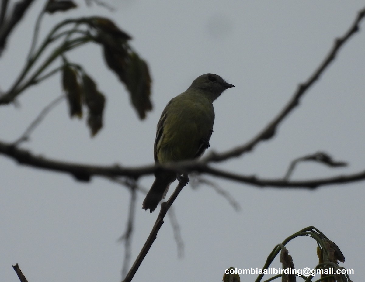 Yellow-crowned Tyrannulet - ML620804515