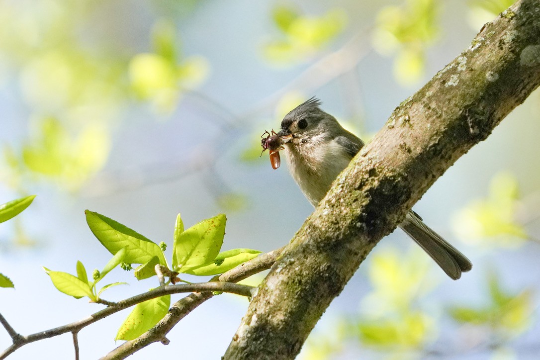 Tufted Titmouse - ML620804516