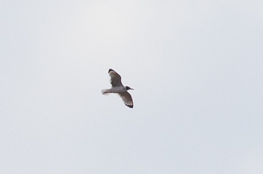 Franklin's Gull - ML620804519