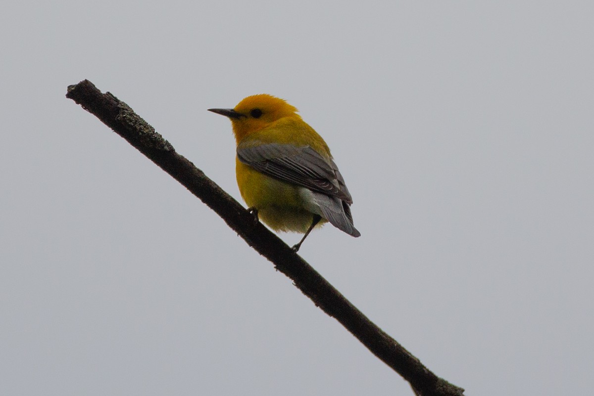 Prothonotary Warbler - ML620804524