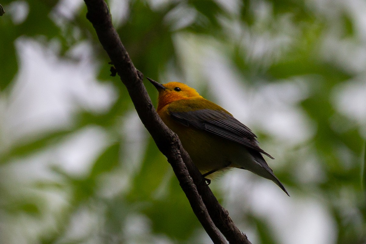 Prothonotary Warbler - ML620804525
