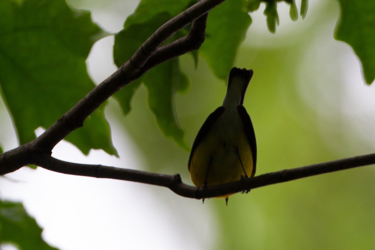 Prothonotary Warbler - ML620804526