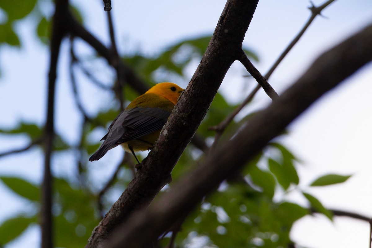 Prothonotary Warbler - Chris Wood