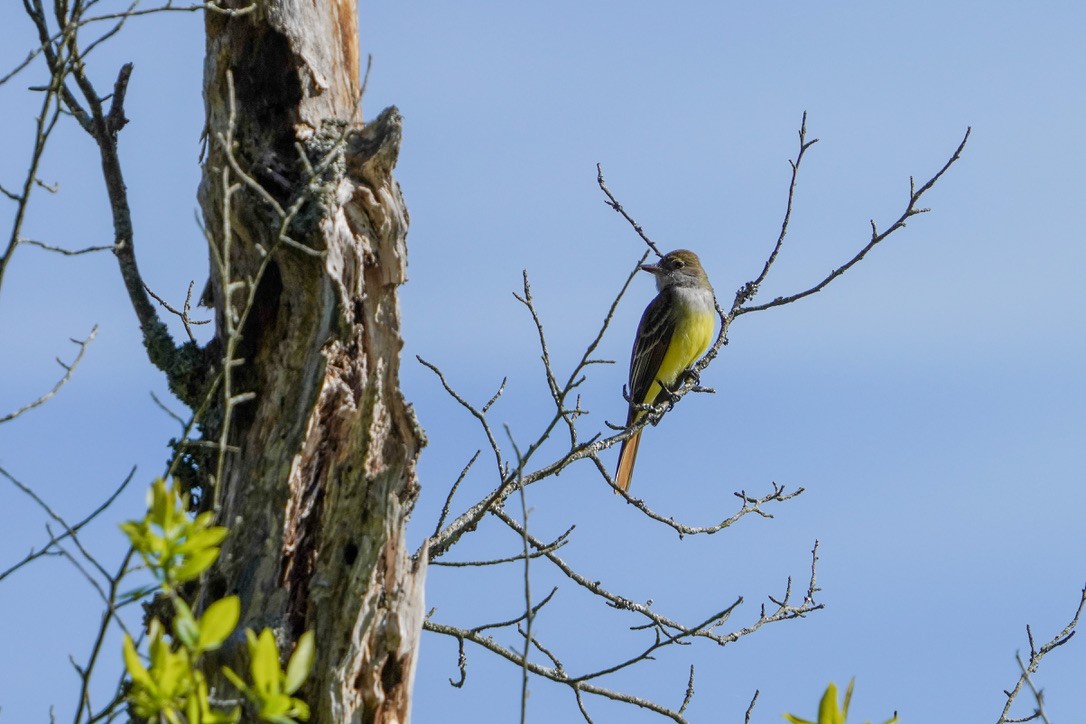 Great Crested Flycatcher - ML620804533