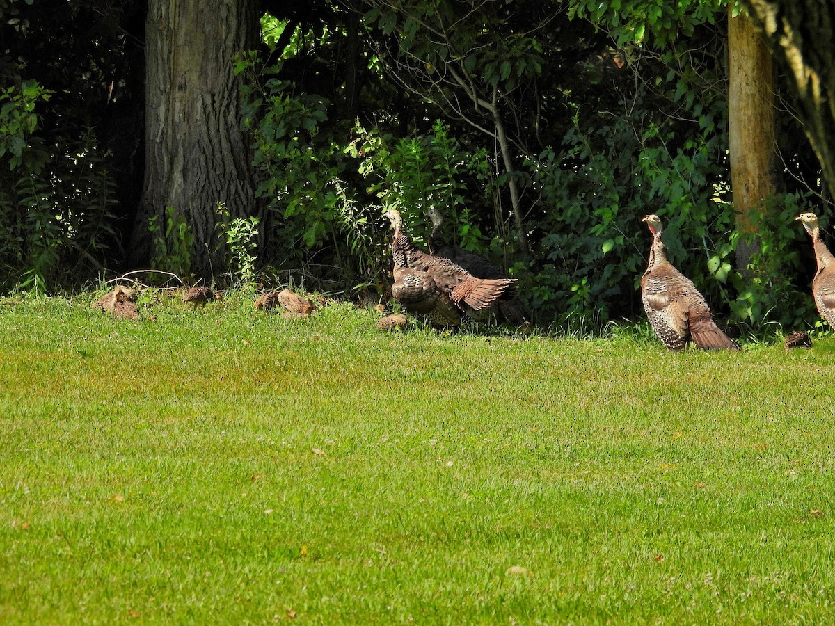 Wild Turkey - Pam Shaw