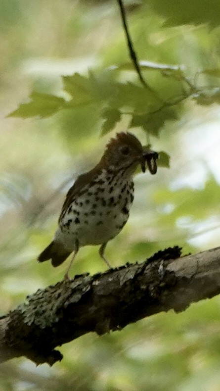 Wood Thrush - ML620804544