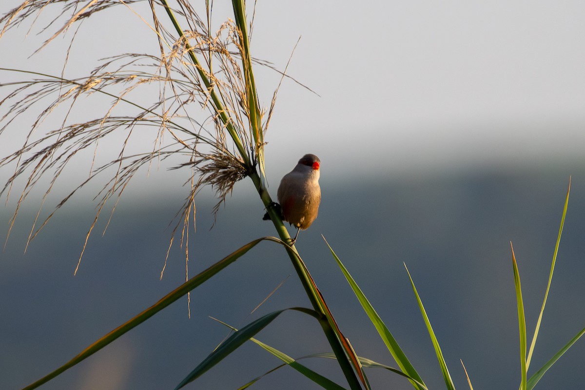 Common Waxbill - ML620804548