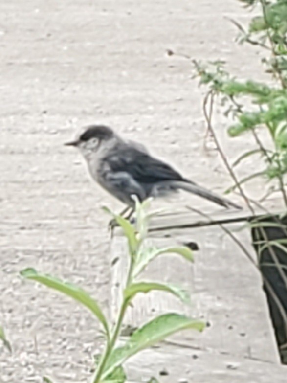 Canada Jay (Boreal) - ML620804550