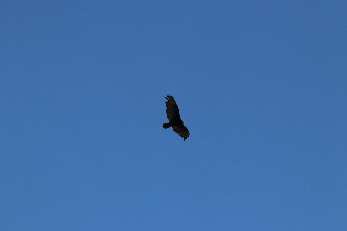 Turkey Vulture - ML620804551