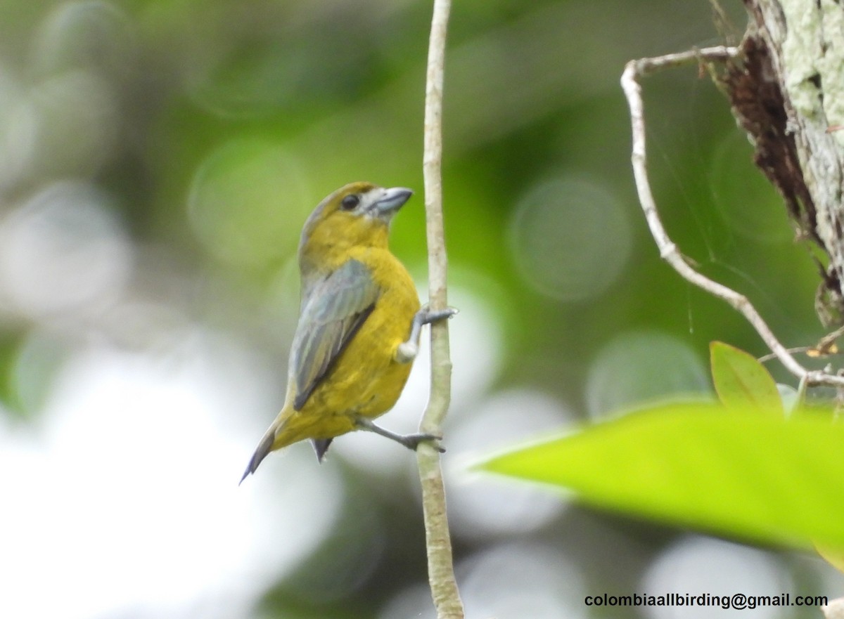 Golden-bellied Euphonia - ML620804552