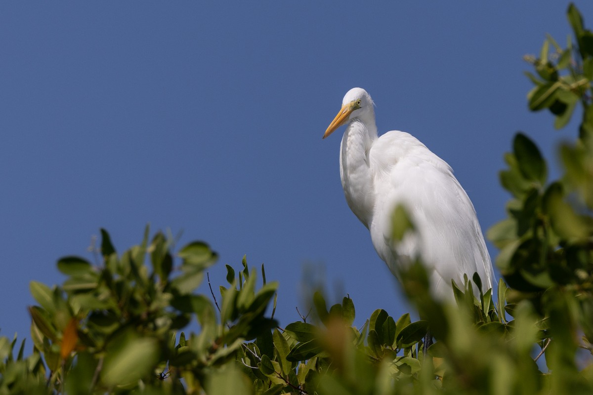 Great Egret - ML620804555