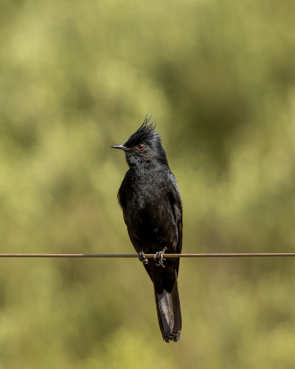 Crested Black-Tyrant - ML620804556