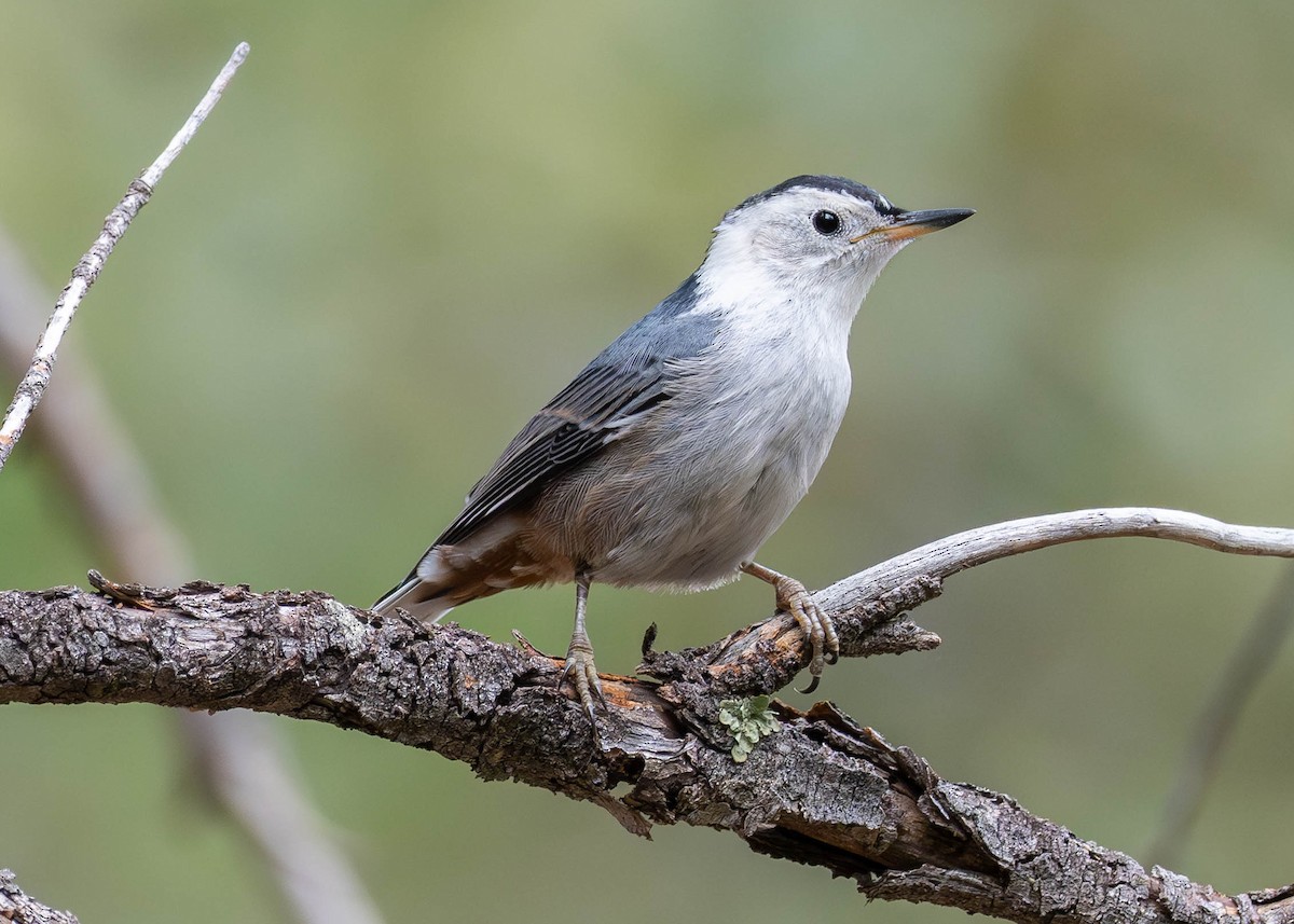 White-breasted Nuthatch - ML620804557