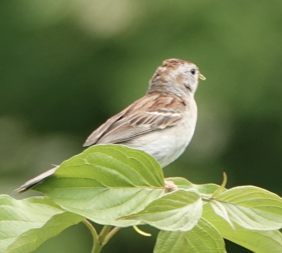 Field Sparrow - david nyzio