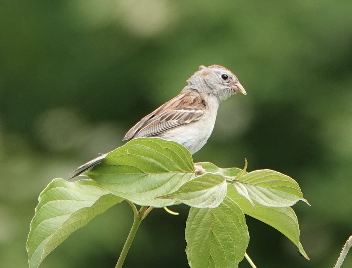 Field Sparrow - ML620804563