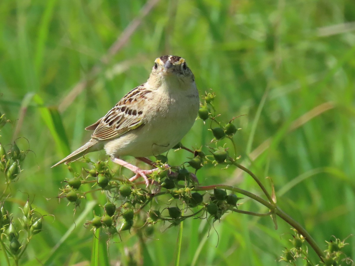 Grasshopper Sparrow - ML620804565